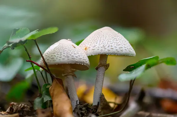 Macrolepiota procera (Macrolepiota procera, bazen Lepiota procera), mantar familyasından çok lezzetli ve yenilebilir bir mantar türüdür. Koleksiyon ve mutfak kullanımı için uygundur..
