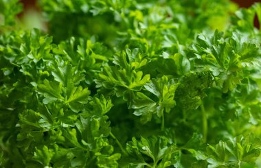 Maydanoz (Petroselinum), Apiaceae familyasına ait bir bitki cinsidir. Doğu Akdeniz 'den geliyor ve tüm dünyaya yayılıyor.