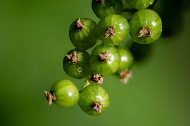 Yeşil taze yetişmiş kırmızı frenk üzümü, olgunlaşmamış yeşil meyveler..