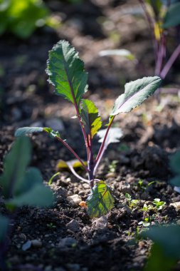 Kohlrabi, kırsalda bir bahçede yetişen organik sebzeler, fideler..