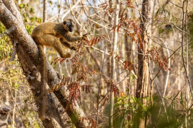Kırmızı yüzlü Lemur - Eulemur ronları, Madagaskar 'ın güzel primatları Batı Yakası' ndaki kuru ormanlar, Kirindi ormanı, Madagaskar.
