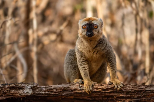 Red Fronted Lemur Eulemur Rupfrons Όμορφο Πρωτεύον Θηλαστικό Από Μαδαγασκάρη — Φωτογραφία Αρχείου