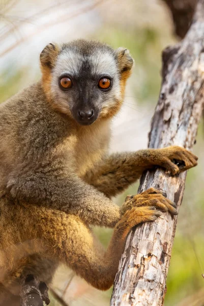 Lemur Dal Fronte Rosso Eulemur Rufifrons Bellissimo Primate Proveniente Dalle — Foto Stock