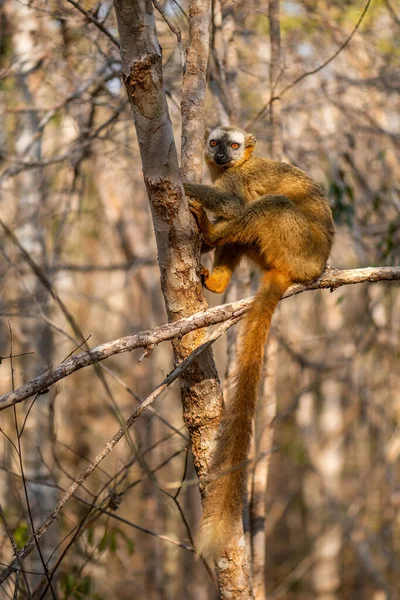 Lemur Frenterojo Eulemur Rufifrons Hermoso Primate Madagascar Bosques Secos Costa —  Fotos de Stock