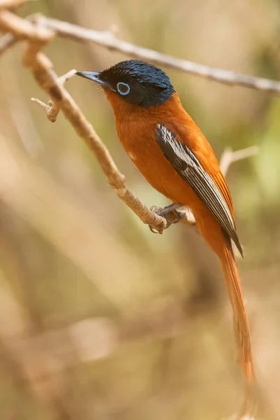 Madagaskar Paradies Fliegenfänger Terpsiphone Mutata Madagaskar Wunderschöner Sitzender Vogel Mit — Stockfoto