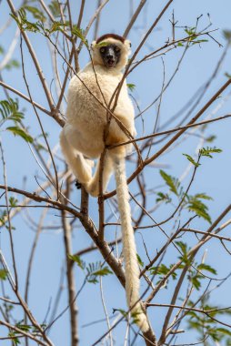 Verreaux 'nun Sifaka' sı Propithecus verreauxi, kuru orman Madagaskar batı kıyısı, şirin primat, Madagaskar endemite.