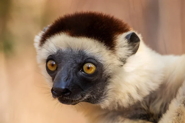 Sifaka Verreaux Propithecus Verreauxi Droog Bos Madagaskar Westkust Schattig Primaat — Stockfoto