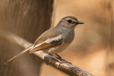 Madagaskar Magpie-robin - Copsychus albospecularis, Madagaskar kuru ormanlarında yaşayan güzel siyah beyaz kuş türü, Kirindy.