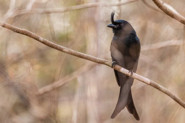Drongo Crête Dicrurus Forficatus Magnifique Oiseau Crête Noire Endémique Dans — Photo