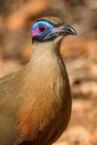 Giant Coua Coua Gigas Big Ground Bird Endemic Western Madagascar — Stock Photo, Image