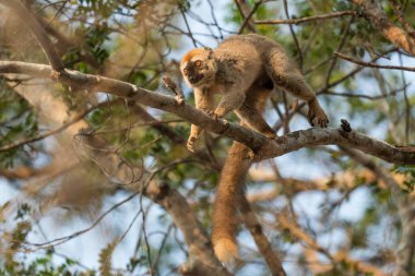 Kırmızı yüzlü Lemur - Eulemur ronları, Madagaskar 'ın güzel primatları Batı Yakası' ndaki kuru ormanlar, Kirindi ormanı, Madagaskar.