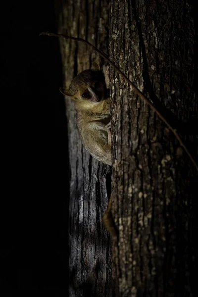 Petite Souris Lémurien Microcebus Murinus Petit Magnifique Primate Nocturne Timide — Photo