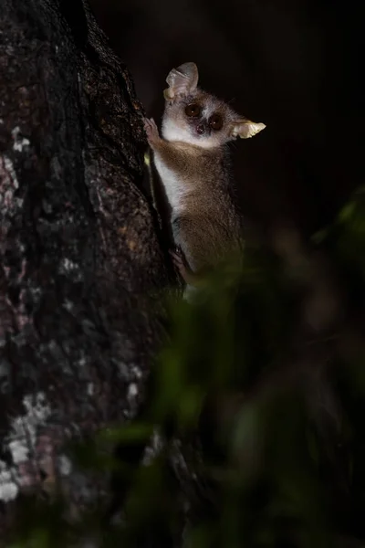 Mniejsza Mysz Lemur Microcebus Murinus Mała Piękna Nieśmiała Nocna Naczelna — Zdjęcie stockowe