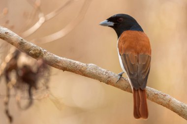 Kızılca Vanga - Schetba rufa, Madagaskar ormandan gelen güzel renkli endemik kuş.