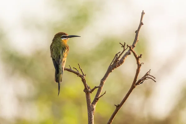 Madagascar Bee Eater Merops Superciliosus Beautiful Colored Bee Eater African — Stock Photo, Image
