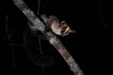 Soluk Çatallı Lemur - Phaner furcifer pallescens, Batı Madagaskar ormanlarından güzel gece lemur, Kirindy, Madagaskar.