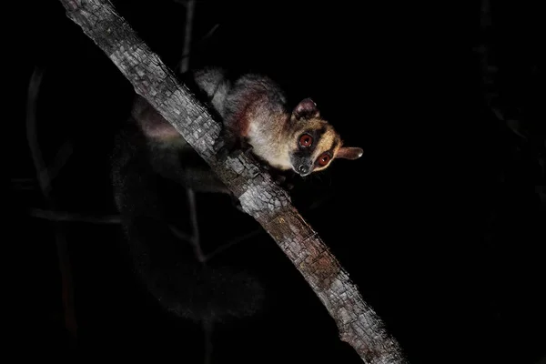 Lemur Blady Phaner Furcifer Pallescens Piękny Nocny Lemur Zachodnich Lasów — Zdjęcie stockowe
