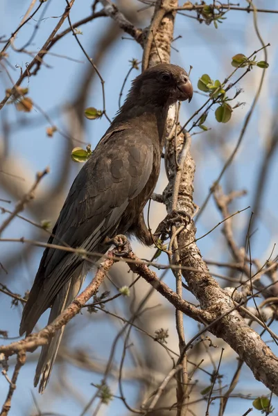 Lesser Vasa Parrot Coracopsis Nigra Unique Endemic Bird Madagascar Forests — Stock Photo, Image