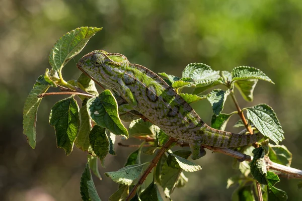 Dywan Chameleon Furcifer Lateralis Piękna Kolorowa Jaszczurka Afrykańskich Krzewów Lasów — Zdjęcie stockowe
