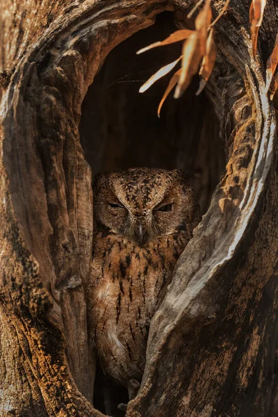 Rainforest Scoops Owl Otus Rutilus Όμορφη Κουκουβάγια Ενδημική Στα Δάση — Φωτογραφία Αρχείου