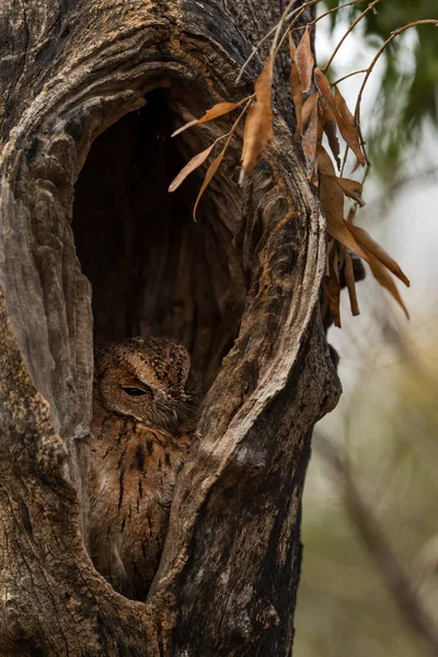 レインフォレスト スコップス フクロウ マダガスカルの森 キリンディ マダガスカルに固有の美しいフクロウ — ストック写真