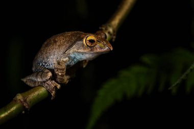 Madagaskar Ağacı - Boophis madagascariensis, Madagaskar ormanlarına özgü güzel kurbağa, Ranomafana, Madagaskar.