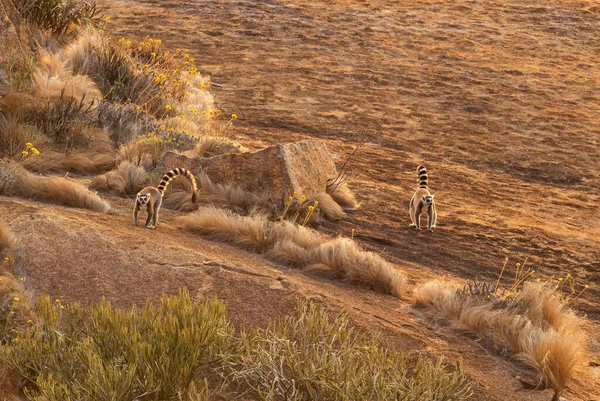Halka Kuyruklu Lemur Lemur Catta Güney Madagaskar Ormanlarından Güzel Lemur — Stok fotoğraf