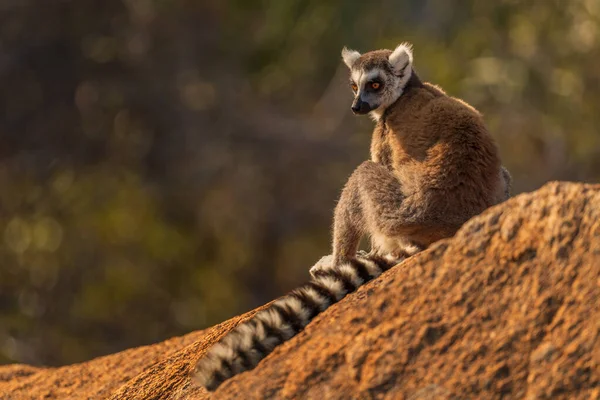 Gyűrűfarkú Maki Lemur Catta Gyönyörű Maki Madagaszkárról Anja Rezervátum Madagaszkár — Stock Fotó