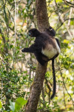 Milne-Edwards 'dan Sifaka - Propithecus edwardsi, Madagaskar ormanlarından nesli tükenmekte olan güzel primat, Ranomafana Ulusal Parkı, Madagaskar.