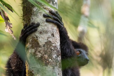 Milne-Edwards 'dan Sifaka - Propithecus edwardsi, Madagaskar ormanlarından nesli tükenmekte olan güzel primat, Ranomafana Ulusal Parkı, Madagaskar.