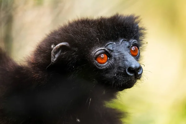 Сифата Милна Эдвардса Propithecus Edwarfeli Красивый Вымирающий Примат Мадагаскара Национальный — стоковое фото