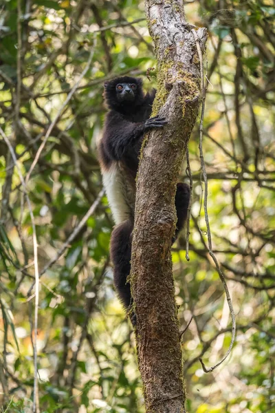 Sifaka Milne Edwards Propithecus Edwardsi Belo Primata Ameaçado Extinção Das — Fotografia de Stock