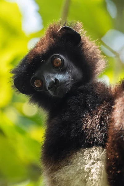 Milne Edwards Dan Sifaka Propithecus Edwardsi Madagaskar Ormanlarından Nesli Tükenmekte — Stok fotoğraf