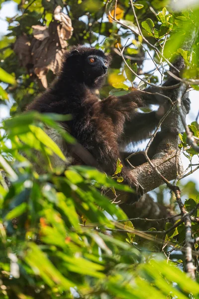 Milne Edwards Sifaka Propithecus Edwardsi 来自马达加斯加森林的濒危灵长类动物 马达加斯加Ranomafana国家公园 — 图库照片