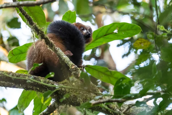 红肚皮的莱穆尔 欧尔穆尔鲁布鲁文特 马达加斯加东海岸雨林 可爱的灵长类动物马达加斯加土人 Ranomafana国家公园 — 图库照片