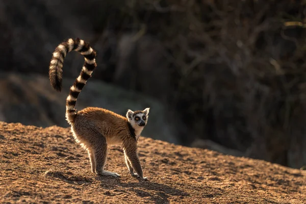 Ringsvansad Lemur Lemur Catta Vacker Lemur Från Södra Madagaskar Skogar — Stockfoto