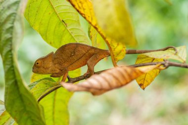 Parsons bukalemun - Calumma parsonii, yağmur ormanı Madagaskar Doğu Yakası. Renkli endemik kertenkele.