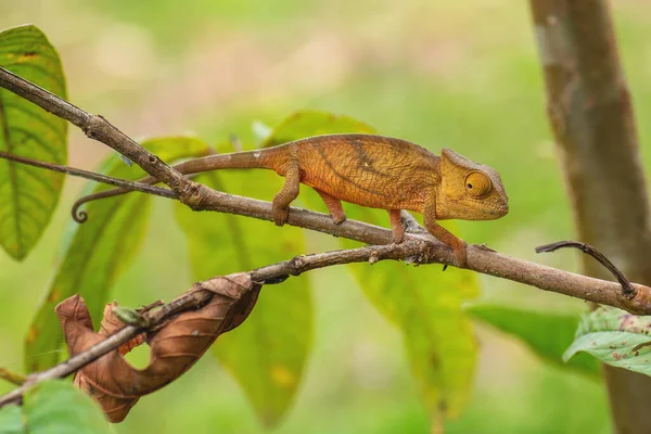 帕森斯变色龙 Calumma Parsonii 雨林马达加斯加东海岸 五颜六色的地方性蜥蜴 — 图库照片