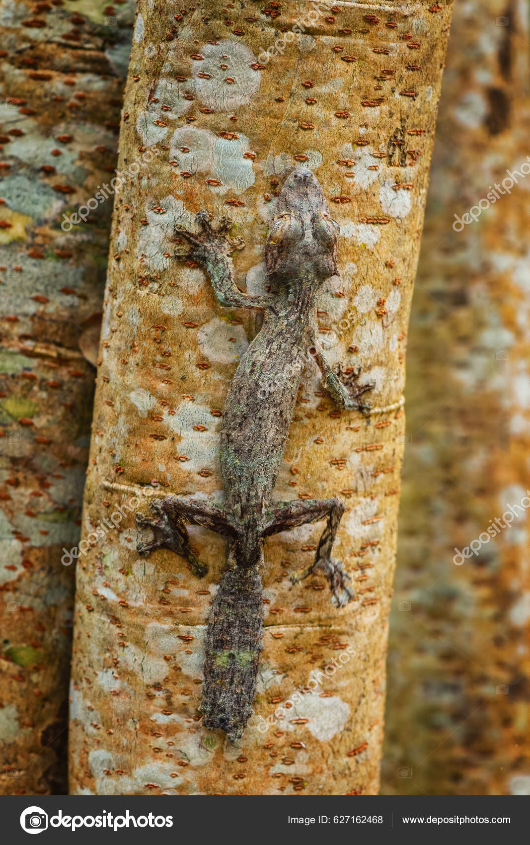Giant Leaf Tail Gecko Uroplatus Fimbriatus Madagascar Rain Forest