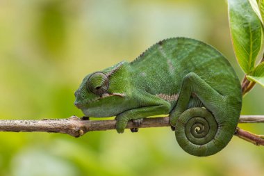 Bukalemun - Furcifer bifidus, güzel yeşil bukalemun Madagaskar ormanlarda endemik.