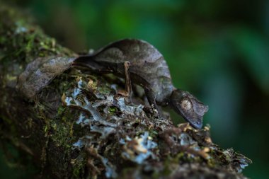 Satanist Yaprak Kuyruklu Gecko - Uroplatus Phantasticus, Madagaskar ormanlarından eşsiz kertenkele, Ranomafana Ulusal Parkı, Madagaskar.