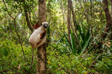 Coquerel 'in Sifaka' sı - Propithecus coquereli, güzel primat endemik Norht Madagaskar ormanları, Madagaskar.