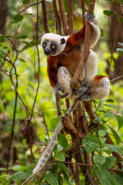 Coquerel 'in Sifaka' sı - Propithecus coquereli, güzel primat endemik Norht Madagaskar ormanları, Madagaskar.