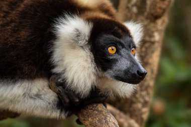 Siyah ve Beyaz Yakalı Lemur - Varecia variegata, Madagaskar 'ın doğu kıyısı ormanlarından güzel lemur, Madagaskar.