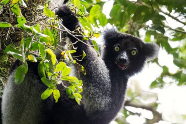 Indri indri, Madagaskar yağmur ormanı doğu kıyısı, şirin primat, Madagaskar endemit. En büyük lemur..