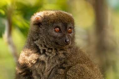 Doğu Küçük Bambu Lemur - Hapalemur griseus, Madagaskar yağmur ormanları, Madagaskar endemite, Şirin primat, Ranomafana Ulusal Parkı, Madagaskar.