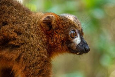 Kızıl Göbekli Lemur, Eulemur Rubriventer, Madagaskar yağmur ormanları doğu kıyısı. Şirin primat. Madagaskar endemiti. Ranomafana Ulusal Parkı.