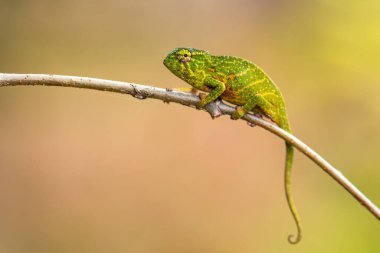 Kubbe bukalemun - Furcifer willsii, Madagaskar ormanlarında bulunan güzel renkli bukalemun..
