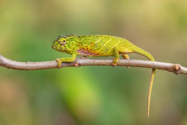 Kubbe bukalemun - Furcifer willsii, Madagaskar ormanlarında bulunan güzel renkli bukalemun..
