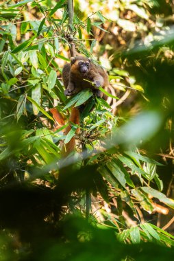 Altın Bambu Lemur - Hapalemur aureus, Madagaskar ormanlarındaki güzel renkli bambu lemuru, Ranomafana Ulusal Parkı, Madagaskar.